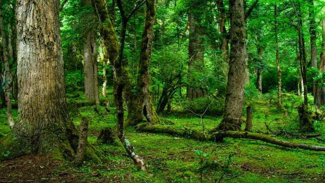 植樹節-春風十里，正“植”有你【杭州易造】