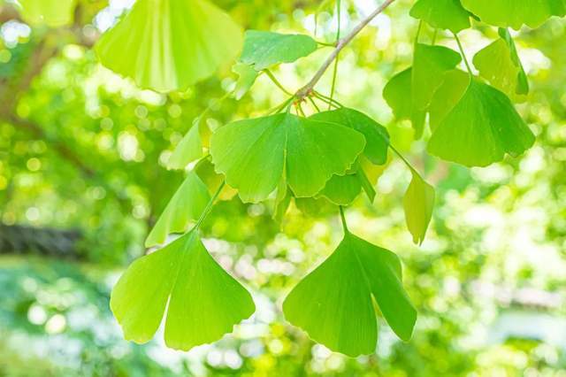 植樹節-春風十里，正“植”有你【杭州易造】